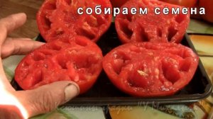 На дворе Август. Созревание крупноплодных сортов Делишес.