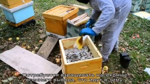 Наращивание пчел в зиму