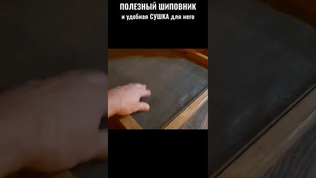 Полезный шиповник и удобная СУШИЛКА для него.