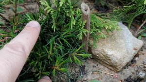 Наши сеянцы Кедровой сосны и прочие хвойные на даче