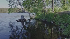 Волшебный шум воды лесной реки для сна и расслабления