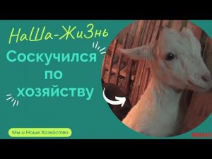 Соскучился за целый день по хозяйству