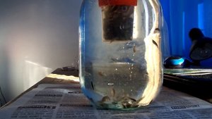 Кормушка для рыбалки из стаканчика из-под анализов