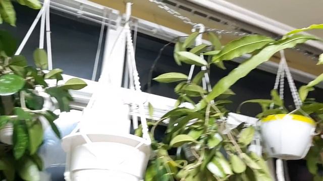 Джунгли в квартире.  Окончание обзора и обмен растениями со Светланой. смотреть онлайн