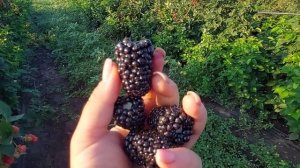 Ежевика Блэк Джэм. Формирую как летний сорт
