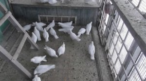 В гостях у Алексея Баукова бакинские голуби (часть-4) голуби скакуны,вакцинация и о хищной птице.