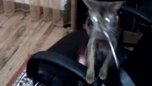 Забавная абиссинская кошка