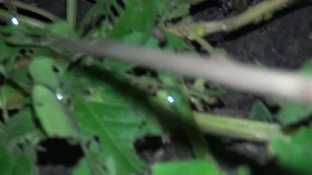 Кто грызет листья картофеля? смотреть онлайн