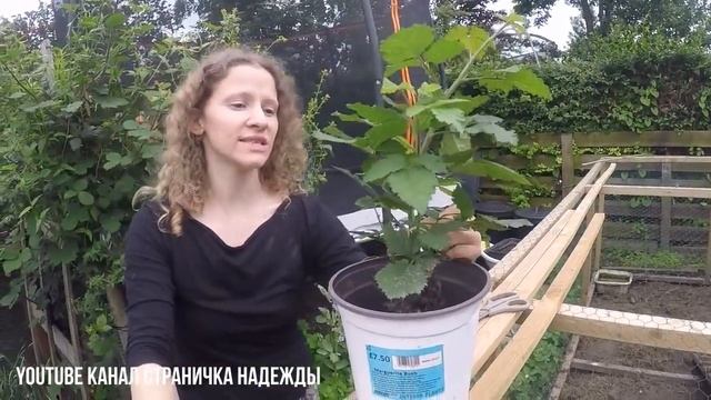 Саженец бесшипной ежевики смотреть онлайн