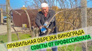 Обрезка винограда. Советы профессионала. Правильная формировка куста винограда.