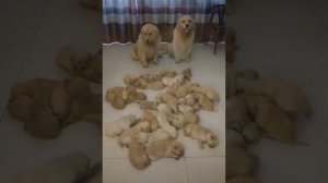 #смешныекотики #смешныесобаки #смешнодослез #приколысмешные #смешныеролики #котикиприколы #смешные