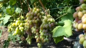 Виноград Гелиос