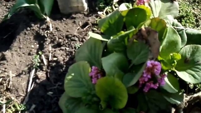 Цветут обриетта и нарциссы на даче 04 мая смотреть онлайн