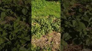 ежевика Холлс Бьюти первый год вегетации