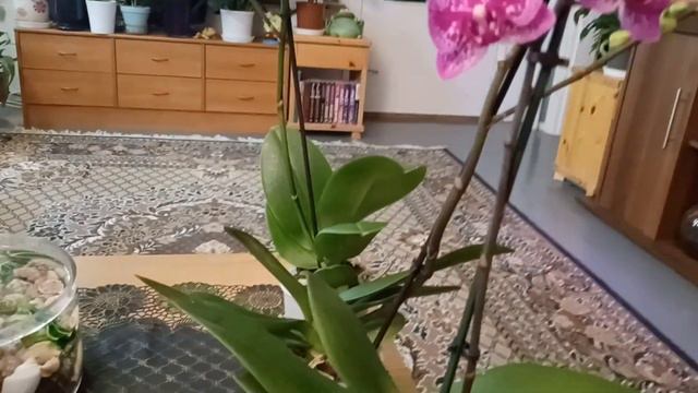 1 марта 2023 г. Новые орхидейки🌺,добро пожаловать домой 🏠 смотреть онлайн