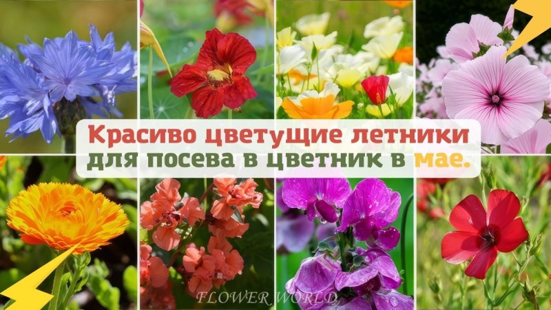 Посейте эти летники в цветник в мае.?