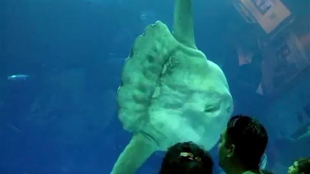 Mola Mola: giant ocean sunfish - monterey aquarium смотреть онлайн