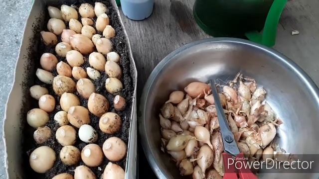 Огород на подоконнике. Посадка лука-севка на зелень. смотреть онлайн