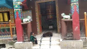 Дхарамсала - резиденция Далай Ламы | Индия