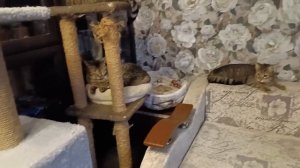 КОШКИ МИХАЛЫЧА. Каналу 1 год.