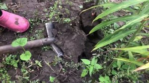 Попробовали посадить корень имбиря и вот что получилось