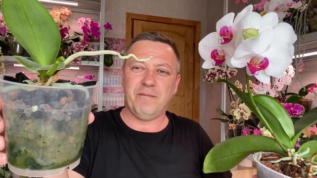 ОРХИДЕИ омоложение и размножение ИТОГ РАЗДЕЛЕНИЯ 2,5 года назад орхидеи Ред Лип смотреть онлайн