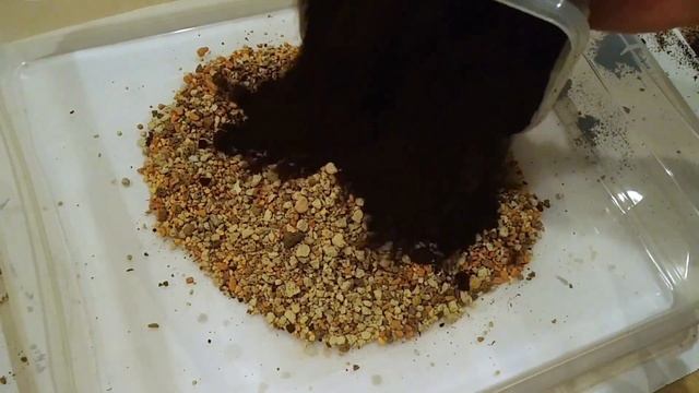 Тест субстратов для литопсов и конофитумов / Lithops and Conos substrate test смотреть онлайн