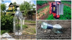 Чего боятся осы