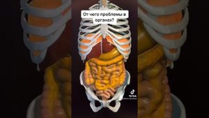 Медицинская грамотность через анатомию человека. Диафграгма и проблемы со здоровьем..