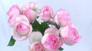 Pink Garden Rose "Honore de Balzac"