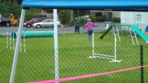 Sadie the Bichon Bullet - agility