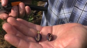 Виноград . Чем защитить виноград от болезней во время созревания .сода