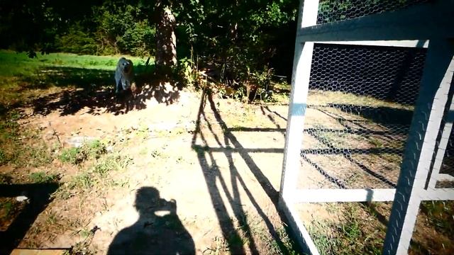 Обзор строительства вольера и домика для фазанов. смотреть онлайн