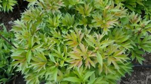 ИТО-пион «Кора Луиза»