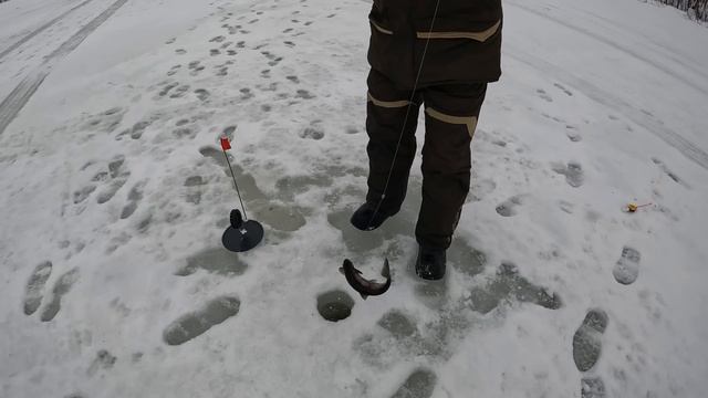 НОВЫЕ МЕСТА РАДУЮТ УЛОВОМ / WINTER FISHING смотреть онлайн