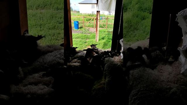 Первый раз всегда страшно...даже БАРАНУ😱🐑