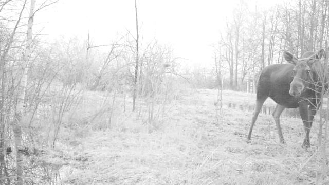 PICT0031 смотреть онлайн