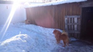 Собаки. Чау - чау.