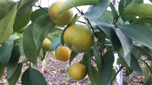 АМОА 8 смотреть онлайн