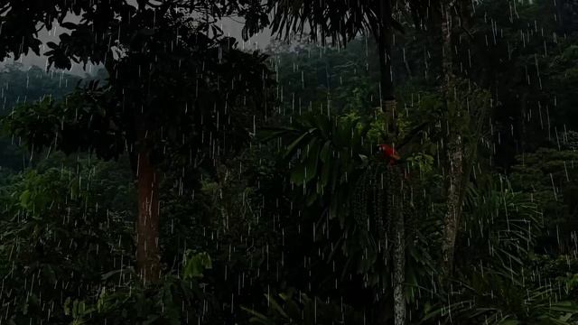 Видео 1 час. Природа в тропическом лесу в дождь. Белый шум для сна, медитации и учебы