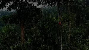 Видео 1 час. Природа в тропическом лесу в дождь. Белый шум для сна, медитации и учебы