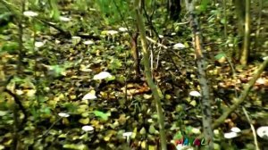 Рядовки Белые Ложные и Съедобные Рядовки Голубиные.