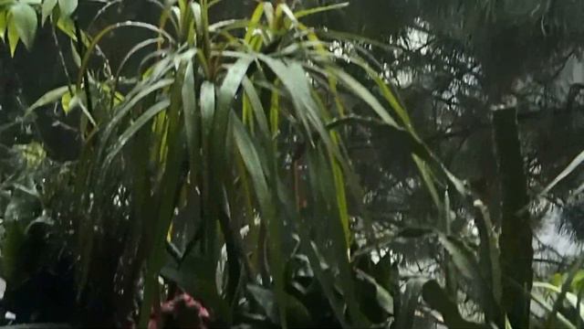 Yesterday's stromy rain on my smaller loggia смотреть онлайн