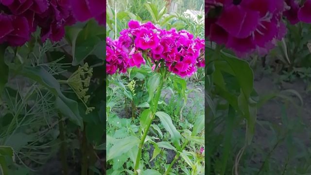 Гвоздика Турецкая.?Dianthus barbatus.