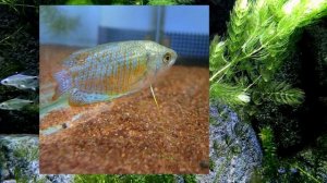 Маленький аквариум. Аквариумные рыбки | Подбор рыбок | Аквариумистика | Нано аквариум