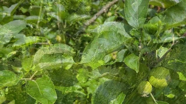 Come To Historic Stratford Upon Avon, The Home Of William Shakespeare! смотреть онлайн