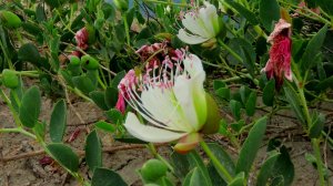 Цветущие каперсы на склонах хребтов Орджоникидзе.