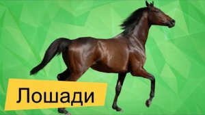 КАК ВИДЯТ МИР ЖИВОТНЫЕ