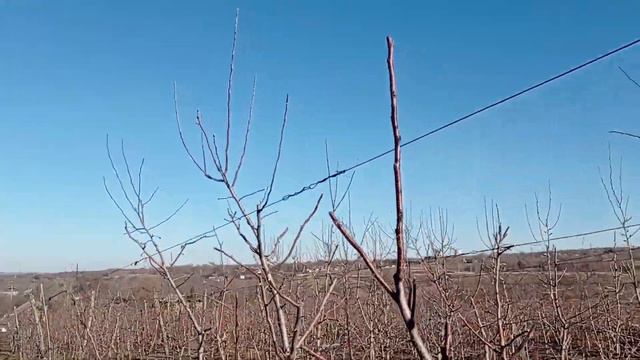 29 февраля 2024 г.Уплотняющая посадка плодового сада.(6). смотреть онлайн