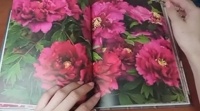Пионы 🌸🌺🌺